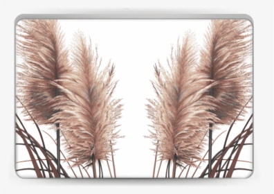 Pampas Grass Skin Laptop - Transparent Pampas Grass Png, Png Download, Free Download