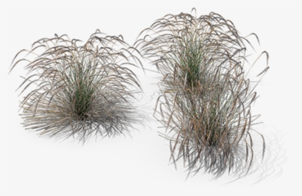 Stipa Png, Transparent Png, Free Download