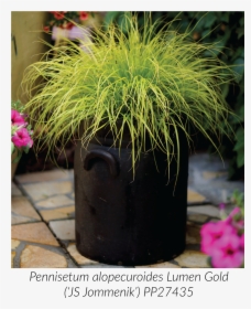 Lumen Gold Pennisetum, HD Png Download, Free Download