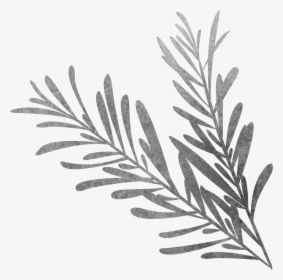 Vector Library Black And White Sketch Biological Grass - Rosemary Black And White Png, Transparent Png, Free Download