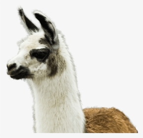Whips The Llama's Ass, HD Png Download, Free Download