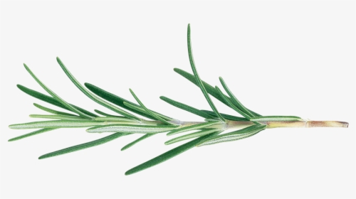 Tall Grasses Png, Transparent Png, Free Download
