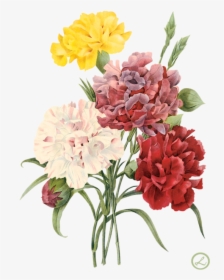 Envelope Drawing Carnation Flower - Red Flowers Illustration Png, Transparent Png, Free Download