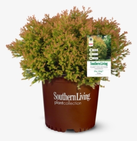 Fire Chief™ Arborvitae"     Data Rimg="lazy"  Data - Southern Living Magazine, HD Png Download, Free Download