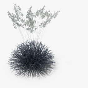 White Grass Png, Transparent Png, Free Download