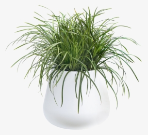 Potted Plant Transparent Background, HD Png Download, Free Download