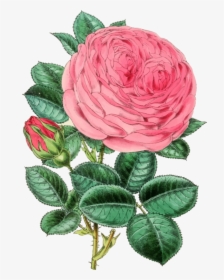 Pink,plant,flower - Rose Illustration Vintage Png, Transparent Png, Free Download