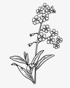 Grass,free Vector Graphics - Forget Me Not Flowers To Drawing, HD Png Download, Free Download