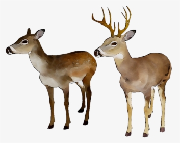 Whitetailed Deer Png - White-tailed Deer, Transparent Png, Free Download