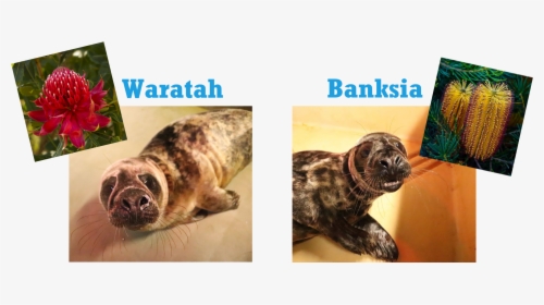 Waratah And Banksia Image, HD Png Download, Free Download