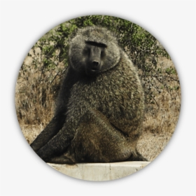 Bab - Baboon, HD Png Download, Free Download