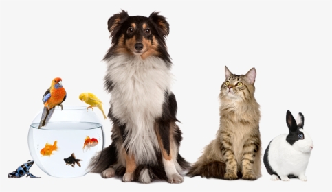 Group Of Cats Dogs Png - Png Download Pet Sitter Png, Transparent Png, Free Download