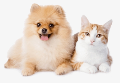 Dog And Cat Resting - Pomeranian Dog And Cat, HD Png Download, Free Download