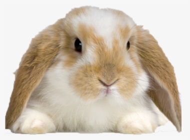 Buy Rabbit , Png Download - Rabbit Buy, Transparent Png, Free Download