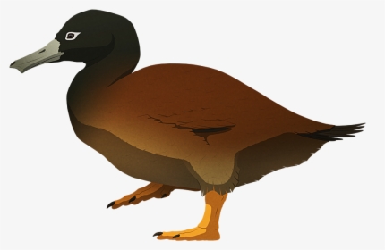 Island Weirdness - Duck, HD Png Download, Free Download