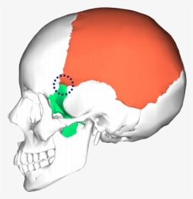 Diagram Bones Of The Skull, HD Png Download, Free Download