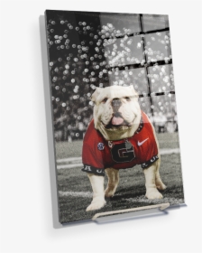 Uga Under The Lights - University Of Georgia, HD Png Download, Free Download