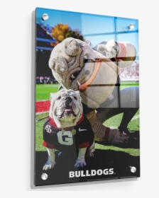 Uga & Hairy The Dog - Olde English Bulldogge, HD Png Download, Free Download