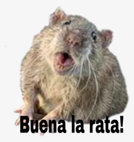 #rata - Funny Baltimore Rat Memes, HD Png Download, Free Download