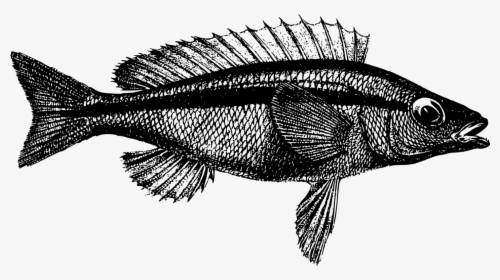 Perch,tilapia,marine Biology - Рыба Текст, HD Png Download, Free Download