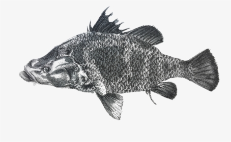 Img 2550filigrane - Carp, HD Png Download, Free Download