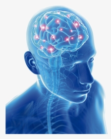 Vinilo Del Cerebro Sin Frase, HD Png Download, Free Download
