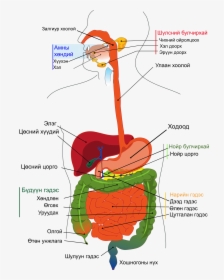 Digestive System Diagram Labelled, HD Png Download, Free Download