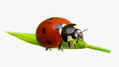 Ladybug Clipart - Ladybug, HD Png Download, Free Download