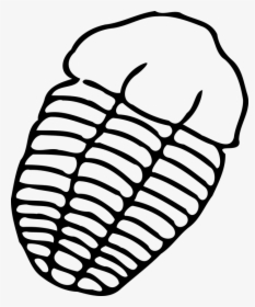 Fossils Easy To Draw, HD Png Download, Free Download