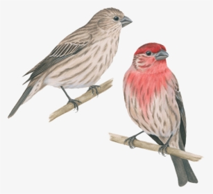 Pinzon Mexicano , Png Download - House Finch Georgia, Transparent Png, Free Download