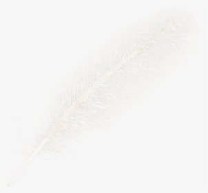 Transparent Boho Feather Png - Feather Hd Transparent, Png Download, Free Download