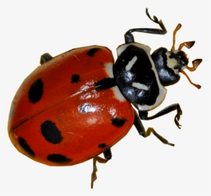 Transparent Ladybug Real - Real Ladybug, HD Png Download, Free Download