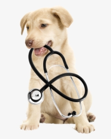 Puppy With A Stethoscope Transparent, HD Png Download, Free Download