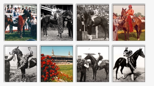 Derby Rose Garland Through The Years"   Class="img - Stallion, HD Png Download, Free Download