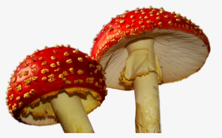 #mushroom #mushrooms #1up #1upキノコ #ftestickers#fungi - Herfstfoto's, HD Png Download, Free Download