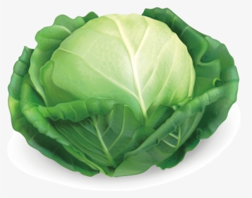 Red Cabbage Savoy Cabbage Chinese Cabbage - Transparent Cabbage Clipart, HD Png Download, Free Download