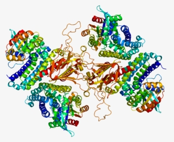 Protein Tiam1 Pdb 1foe - Tiam1 Structure, HD Png Download, Free Download