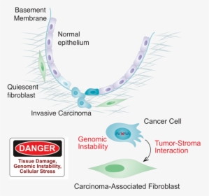 Examples Of Damage Or Danger Signals In Cancer That, HD Png Download, Free Download