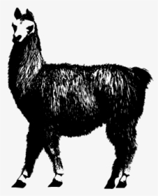 Alpaca With No Background, HD Png Download, Free Download