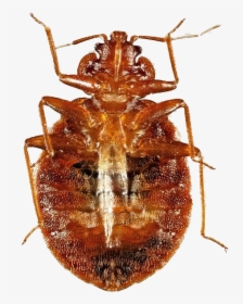 True Bug Insect Png - Insect, Transparent Png, Free Download