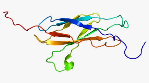 Protein Boc Pdb 1x4y - Orange, HD Png Download, Free Download