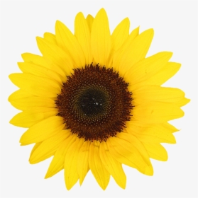 Transparent Efectos Png Para Photoshop - Sunflowers Png, Png Download, Free Download