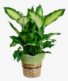 Lush Green Diffenbachia Plant In An 8-inch Woven Basket - Flowerpot, HD Png Download, Free Download