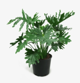 Philodendron Png, Transparent Png, Free Download