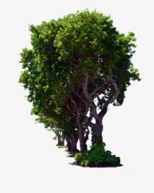 Descargar Imagenes De Arboles, HD Png Download, Free Download