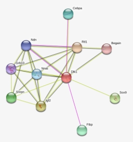 Dlk1 Protein - Circle, HD Png Download, Free Download