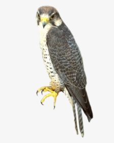 Falcon Png, Transparent Png, Free Download