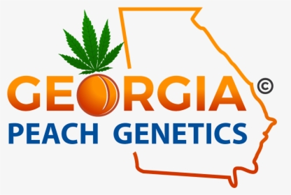 Georgia Peach Genetics 31 5 2019 - Plos Genetics, HD Png Download, Free Download
