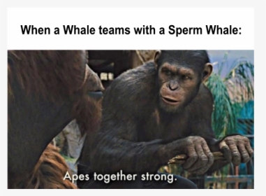 Apes Strong Together Meme, HD Png Download, Free Download