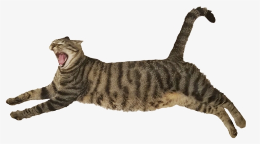 Cat Yawns, HD Png Download, Free Download